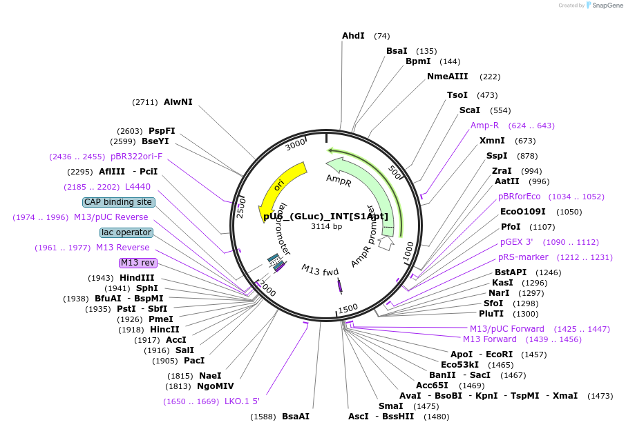 68425-plasmid-map-sequence-id-120203