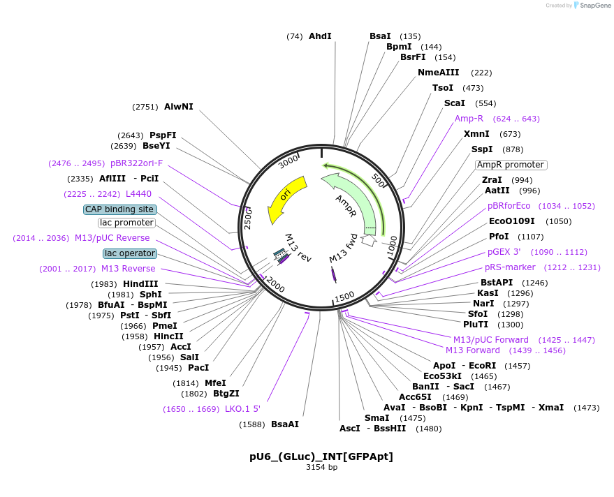 68428-plasmid-map-sequence-id-120206