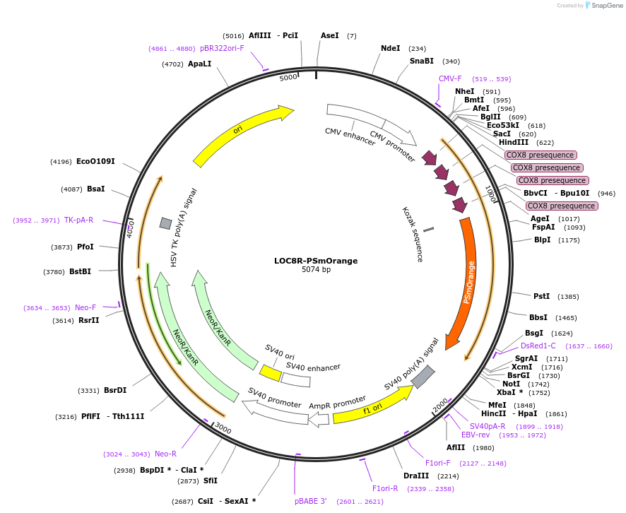 66897-plasmid-map-sequence-id-120427