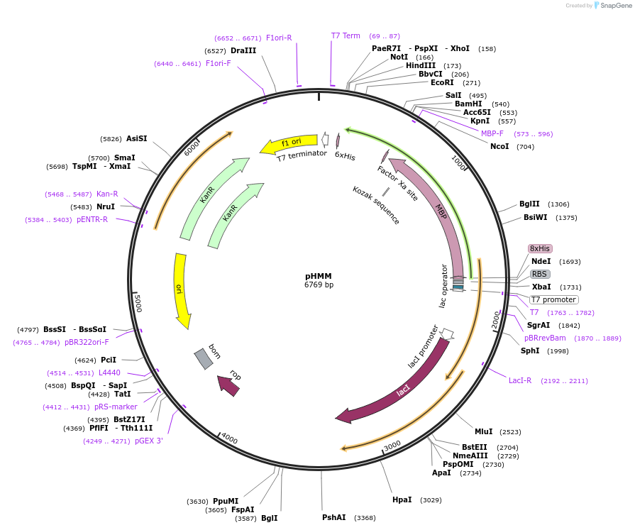 67717-plasmid-map-sequence-id-120514