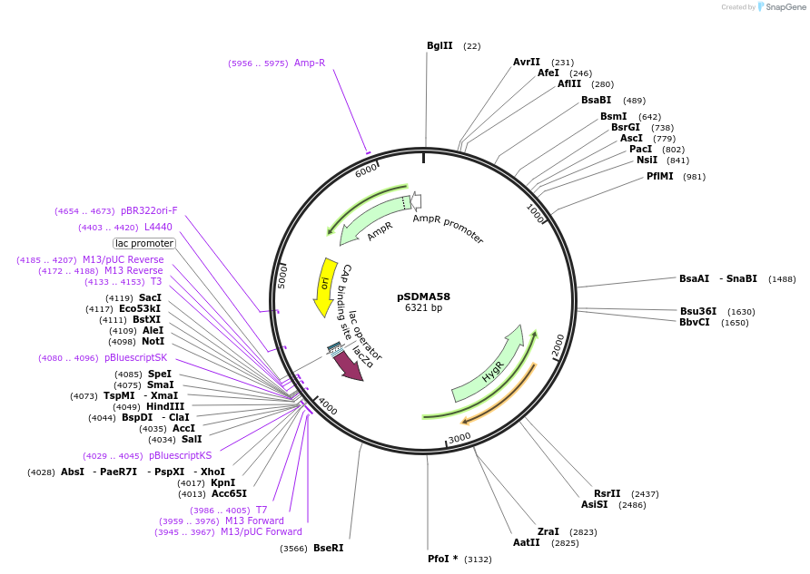 67942-plasmid-map-sequence-id-120524