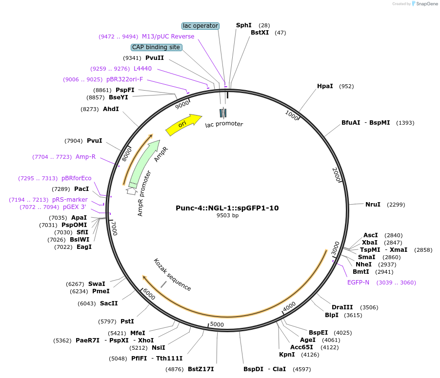 65827-plasmid-map-sequence-id-120545