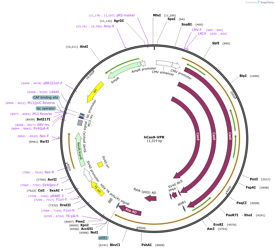 68497-plasmid-map-sequence-id-120555