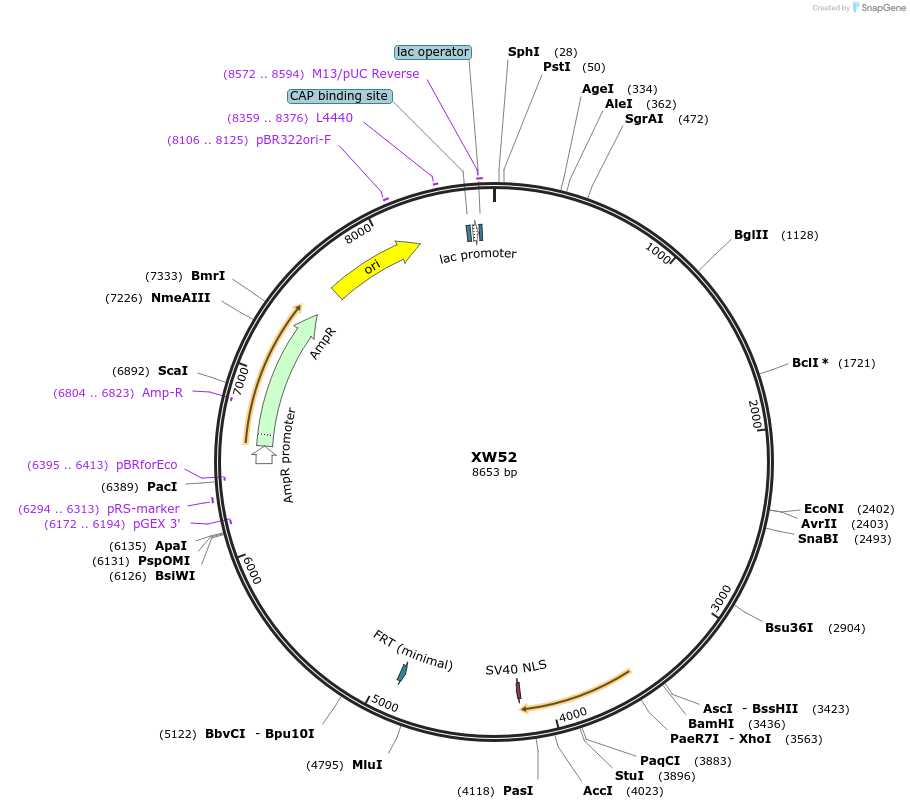 65838-plasmid-map-sequence-id-120568
