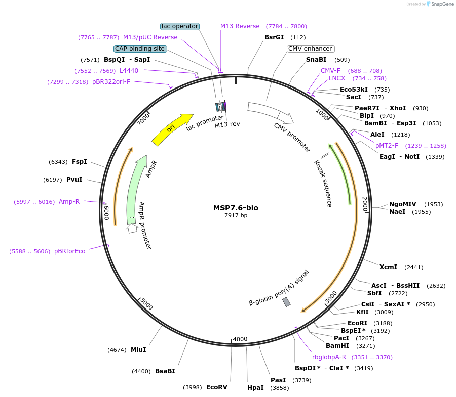 68513-plasmid-map-sequence-id-120620