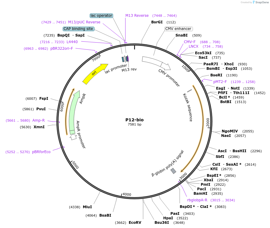 68516-plasmid-map-sequence-id-120626