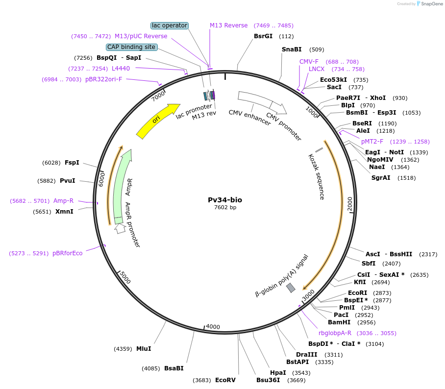 68523-plasmid-map-sequence-id-120640