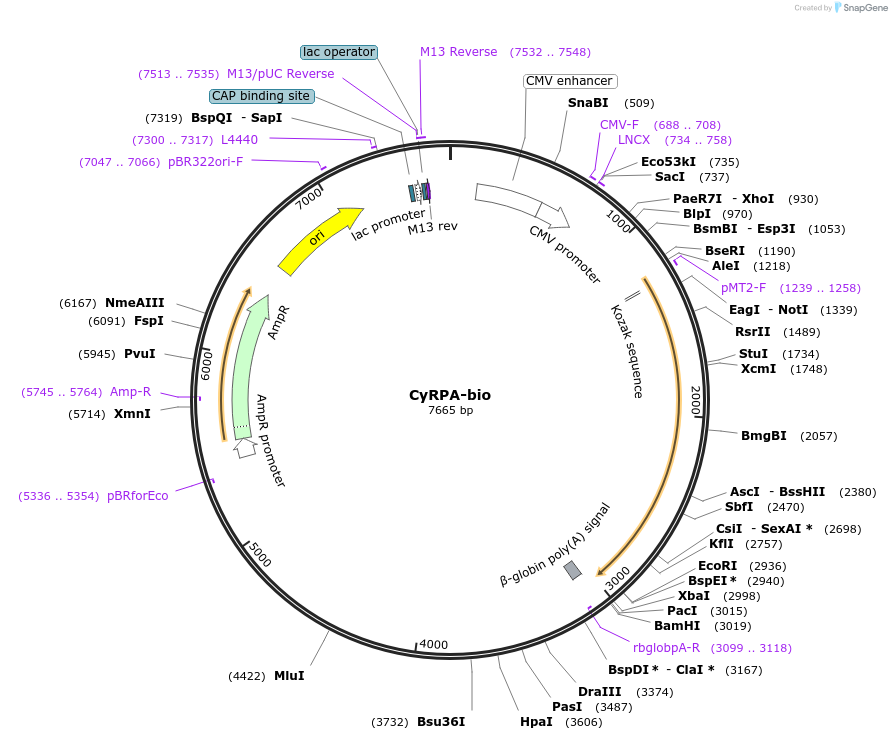 68525-plasmid-map-sequence-id-120644