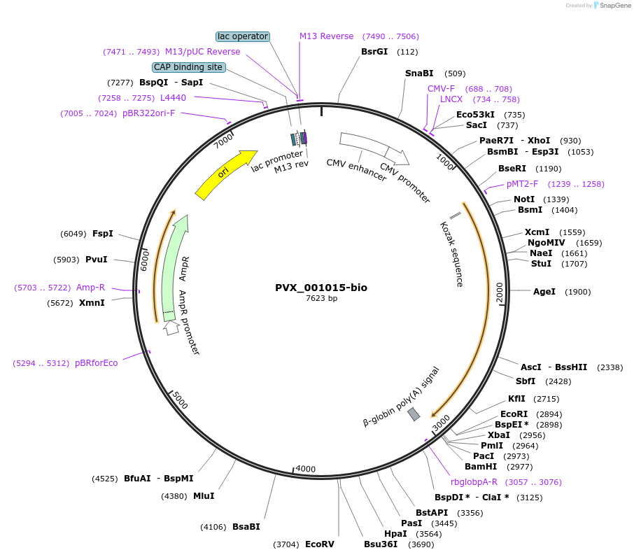 68537-plasmid-map-sequence-id-120664