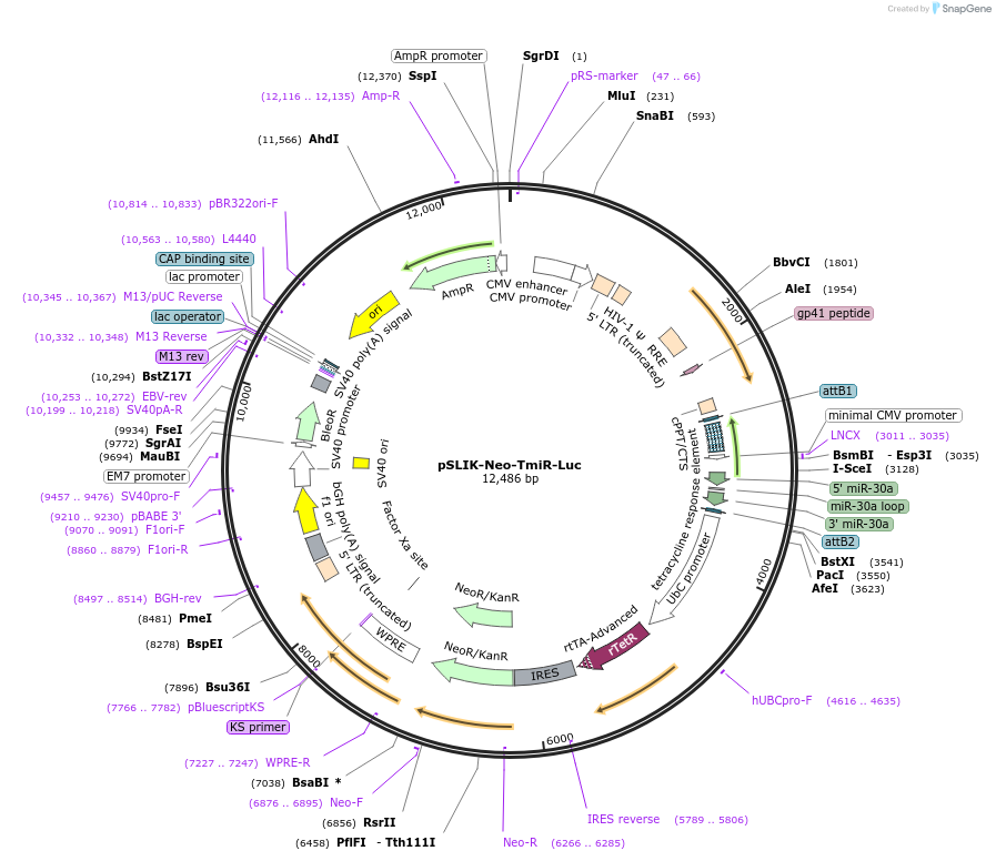25743-plasmid-map-sequence-id-12068