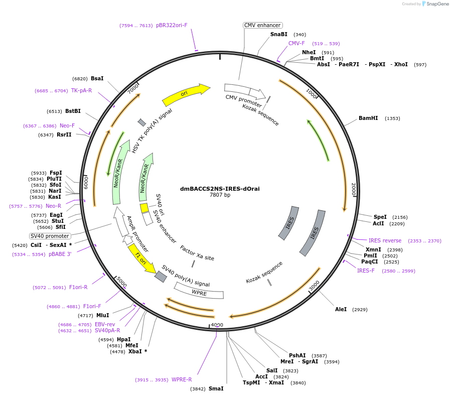 67628-plasmid-map-sequence-id-120689