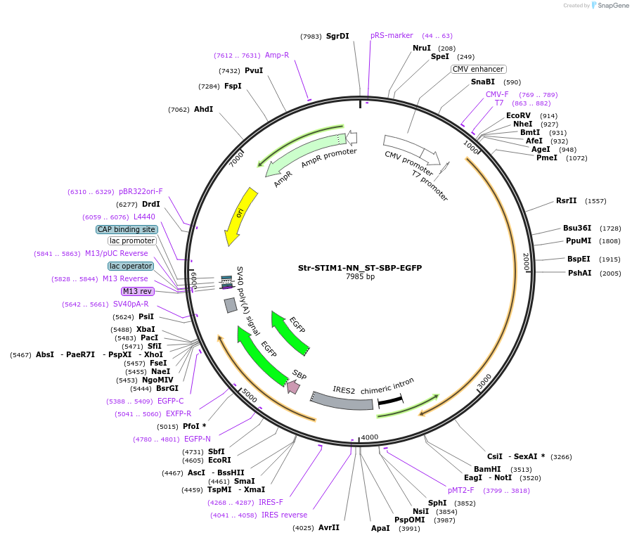 65262-plasmid-map-sequence-id-120697