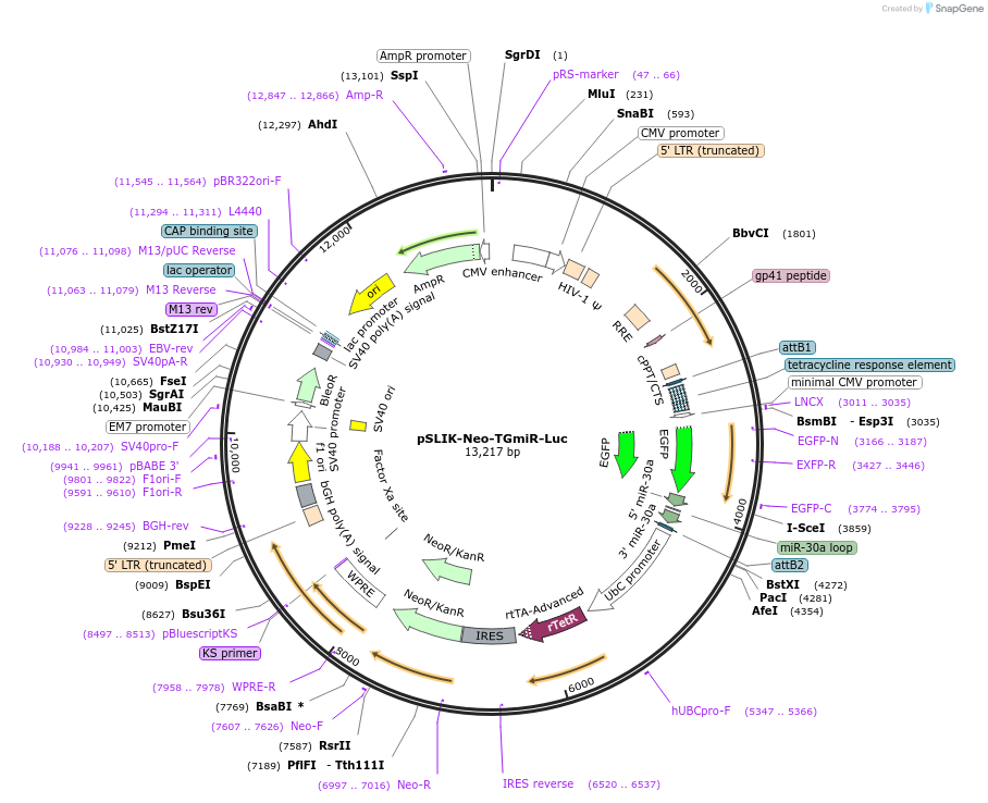 25745-plasmid-map-sequence-id-12070