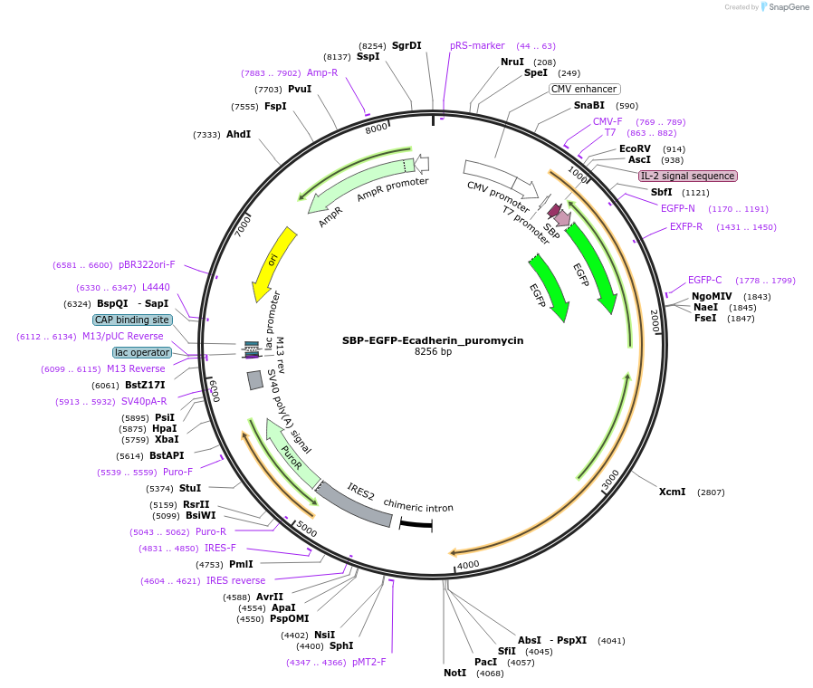 65292-plasmid-map-sequence-id-120708