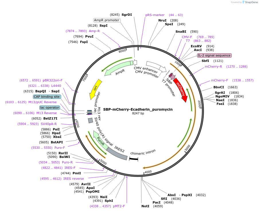 65293-plasmid-map-sequence-id-120709