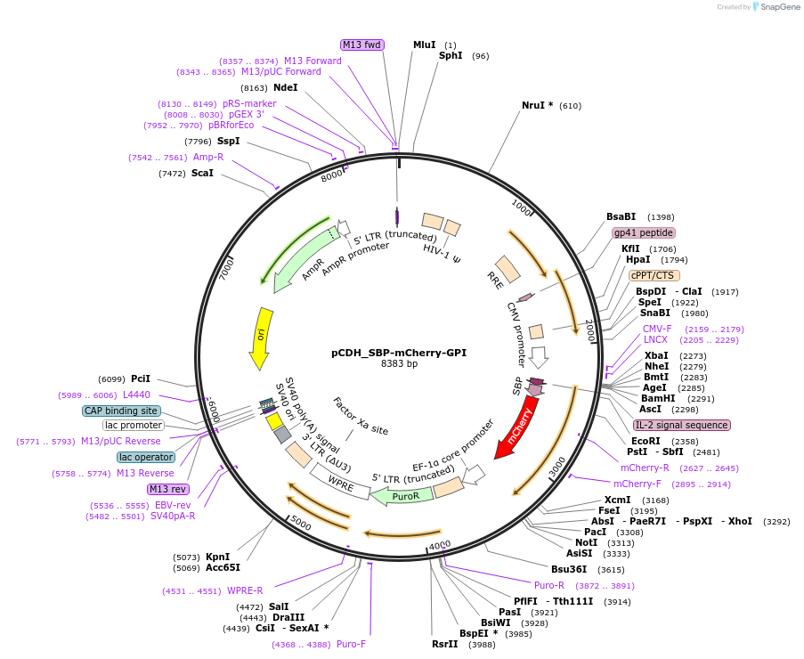 65299-plasmid-map-sequence-id-120711