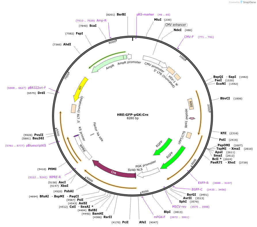 68552-plasmid-map-sequence-id-120714