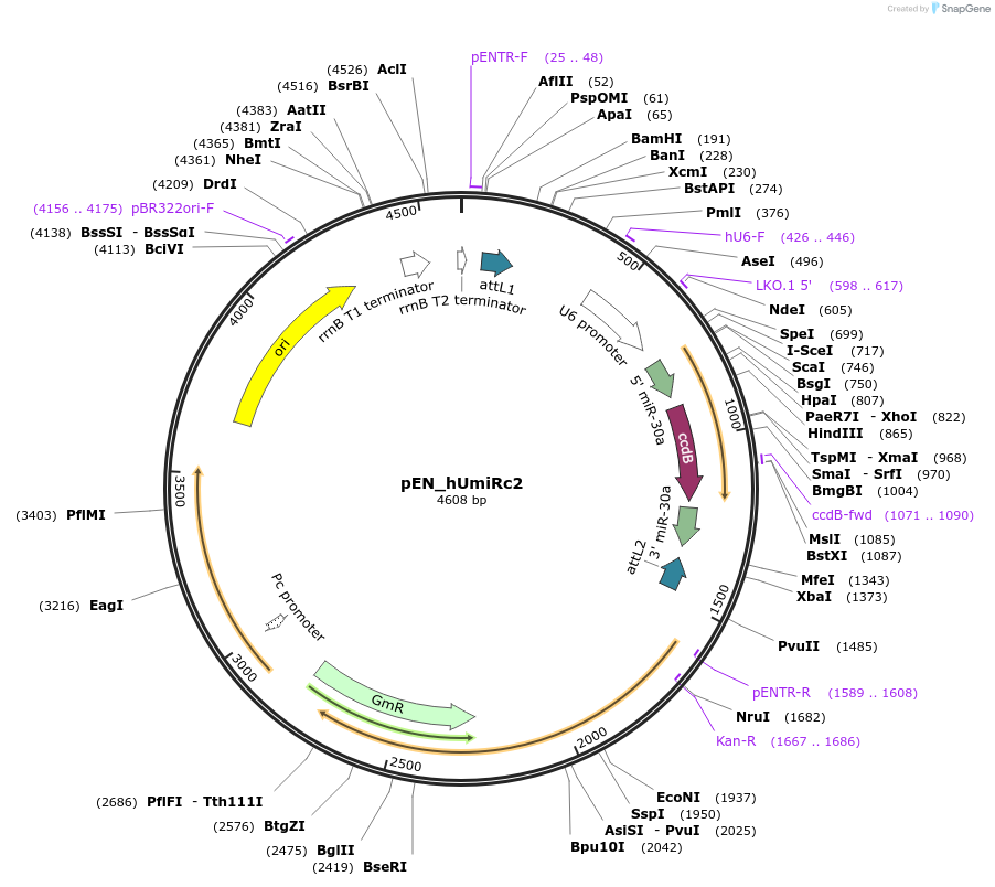 25747-plasmid-map-sequence-id-12072