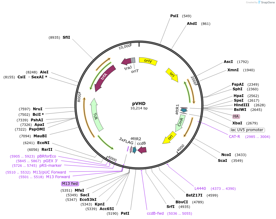 61303-plasmid-map-sequence-id-120729