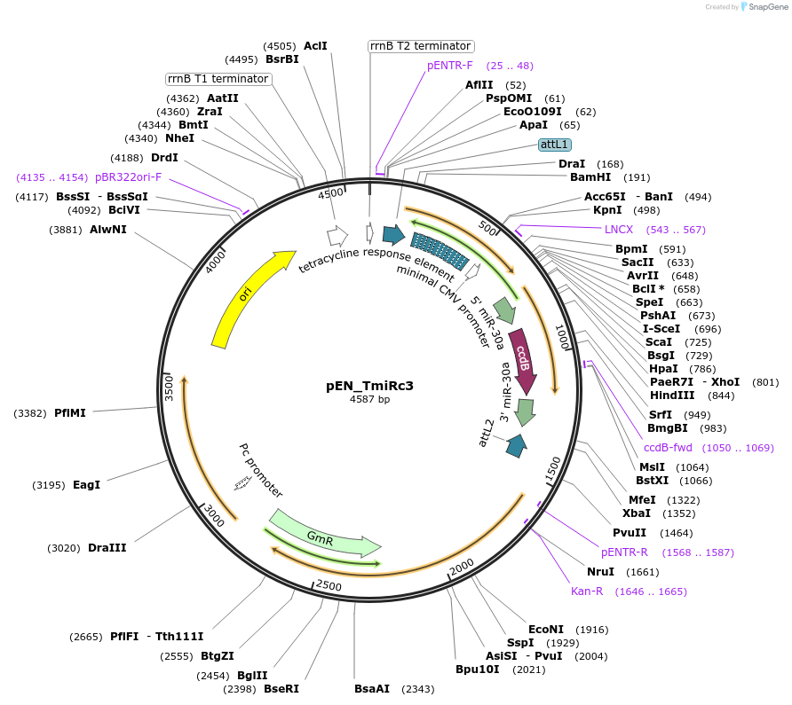25748-plasmid-map-sequence-id-12073