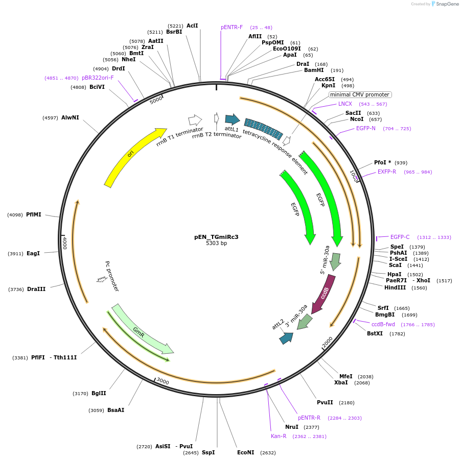 25749-plasmid-map-sequence-id-12074