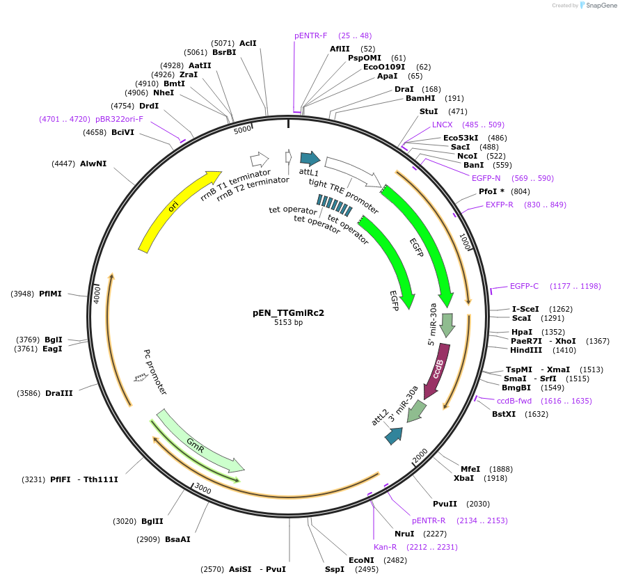 25753-plasmid-map-sequence-id-12078