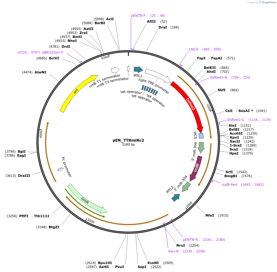 25754-plasmid-map-sequence-id-12079