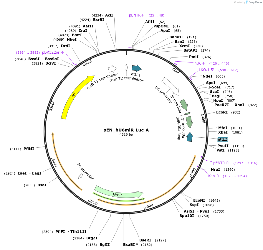 25756-plasmid-map-sequence-id-12081