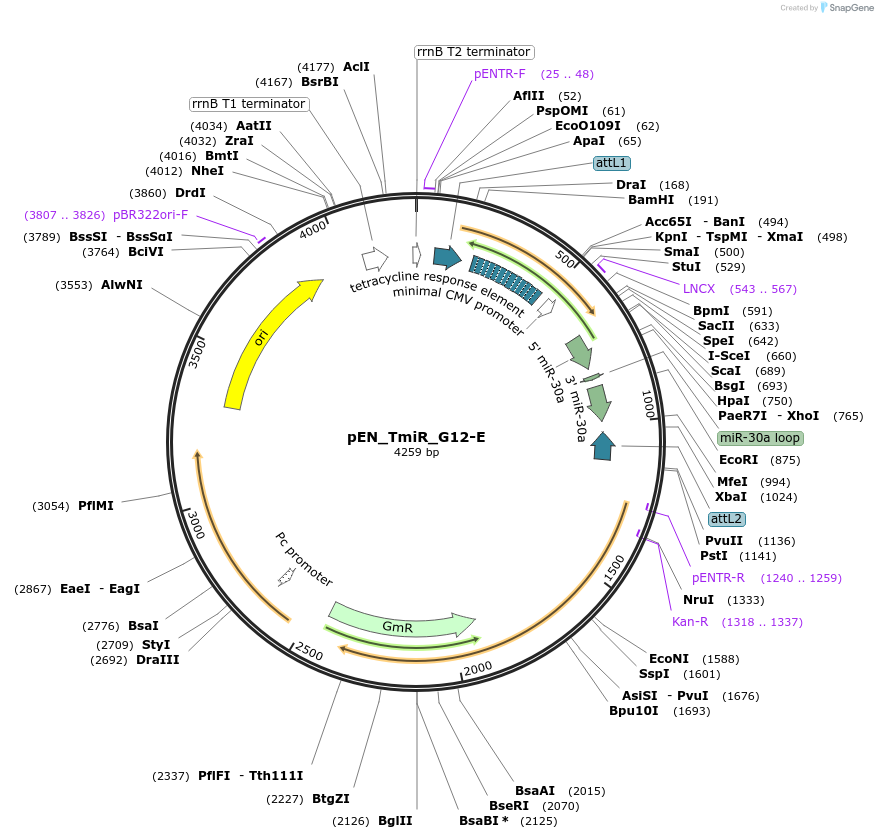 25761-plasmid-map-sequence-id-12086