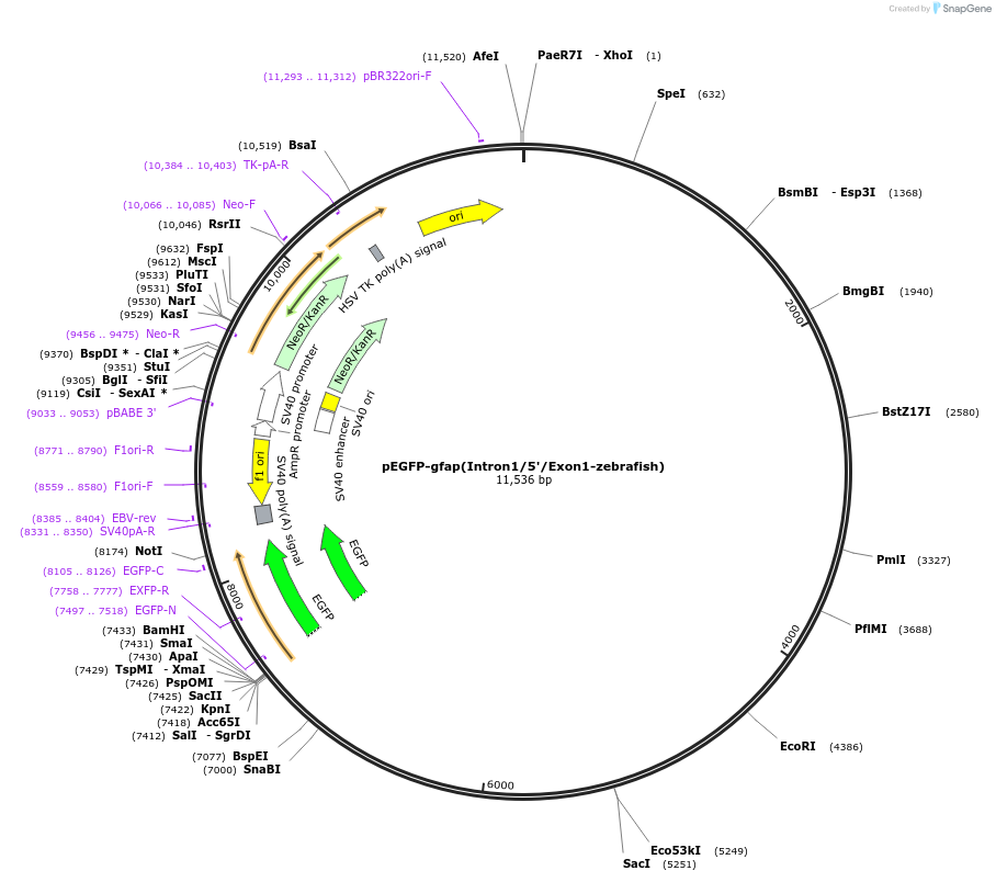 39761-plasmid-map-sequence-id-120878