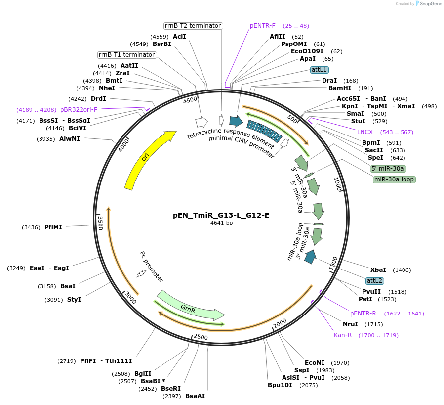 25763-plasmid-map-sequence-id-12088