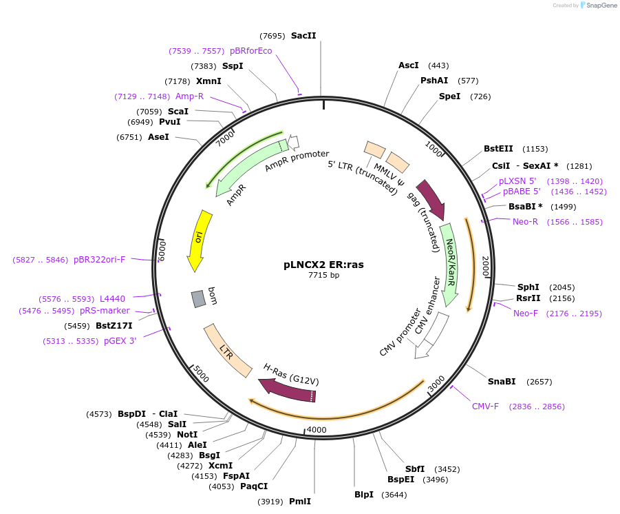 67844-plasmid-map-sequence-id-120883