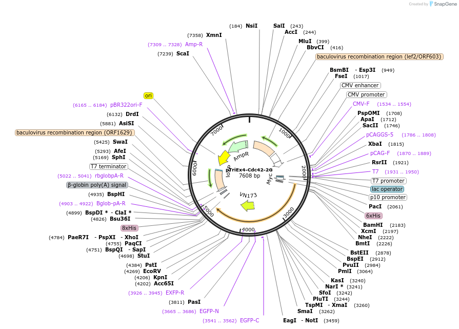 68814-plasmid-map-sequence-id-120972