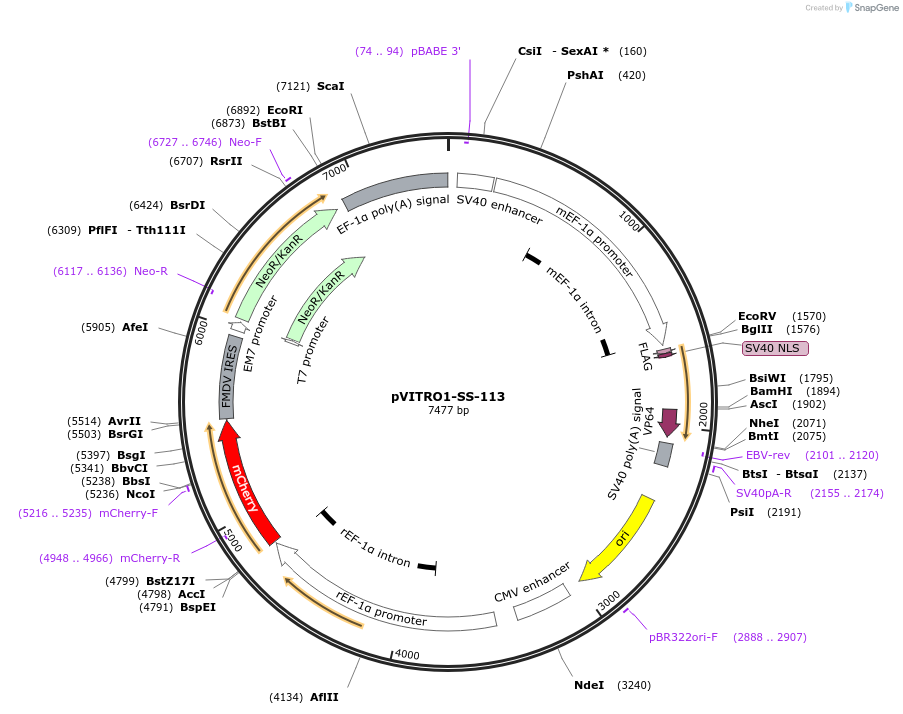 68737-plasmid-map-sequence-id-120975