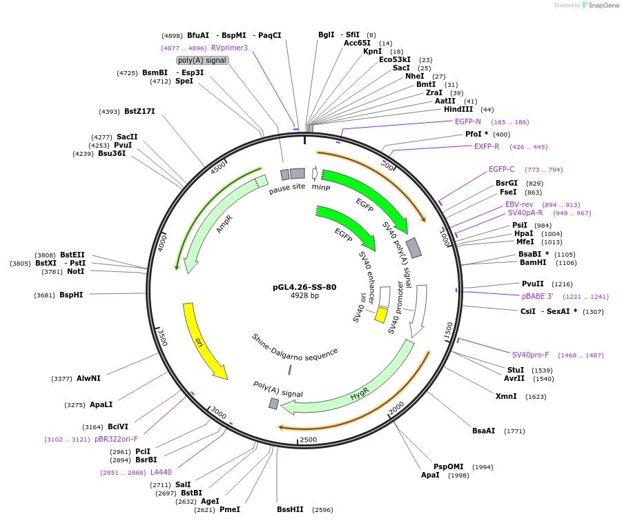 68742-plasmid-map-sequence-id-120982