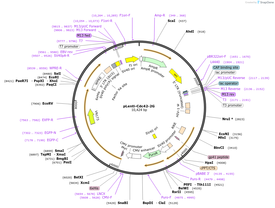 68813-plasmid-map-sequence-id-120986