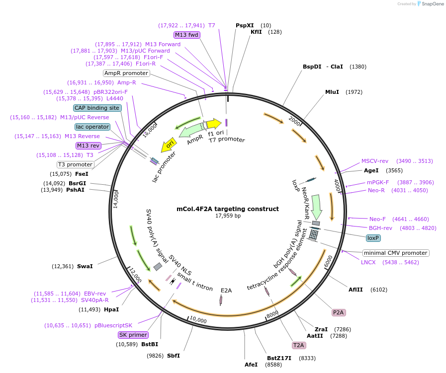 25794-plasmid-map-sequence-id-12099