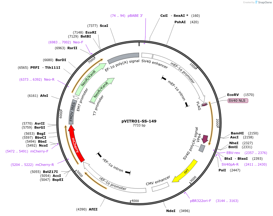 68750-plasmid-map-sequence-id-120993
