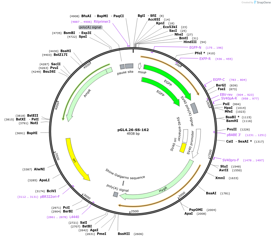 68752-plasmid-map-sequence-id-120995