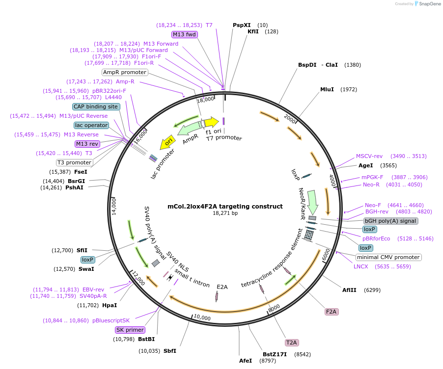 25795-plasmid-map-sequence-id-12100