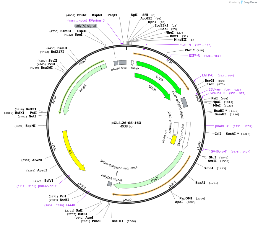 68755-plasmid-map-sequence-id-121003