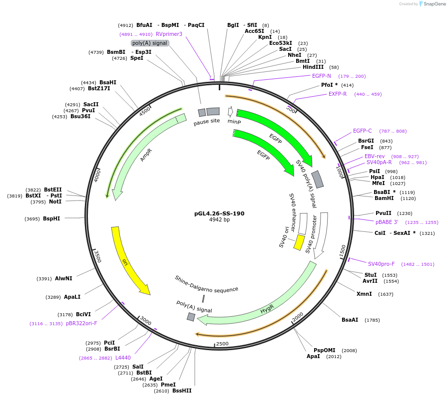 68757-plasmid-map-sequence-id-121005