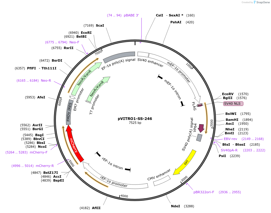 68760-plasmid-map-sequence-id-121008