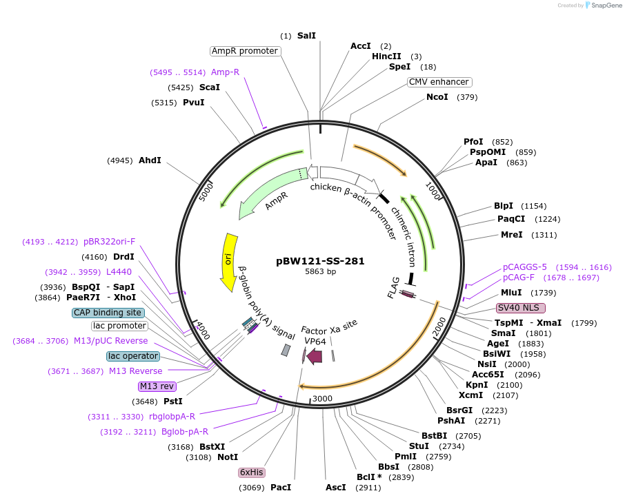 68769-plasmid-map-sequence-id-121031