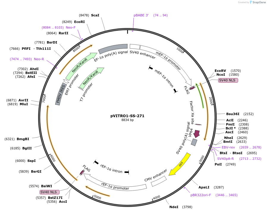 68772-plasmid-map-sequence-id-121034
