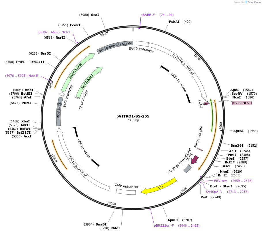 68773-plasmid-map-sequence-id-121035