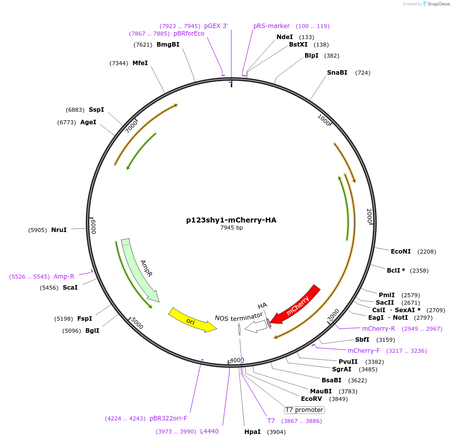 67875-plasmid-map-sequence-id-121040