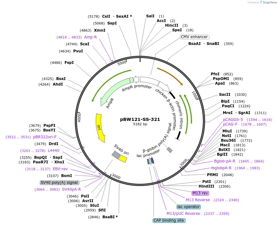 68787-plasmid-map-sequence-id-121066
