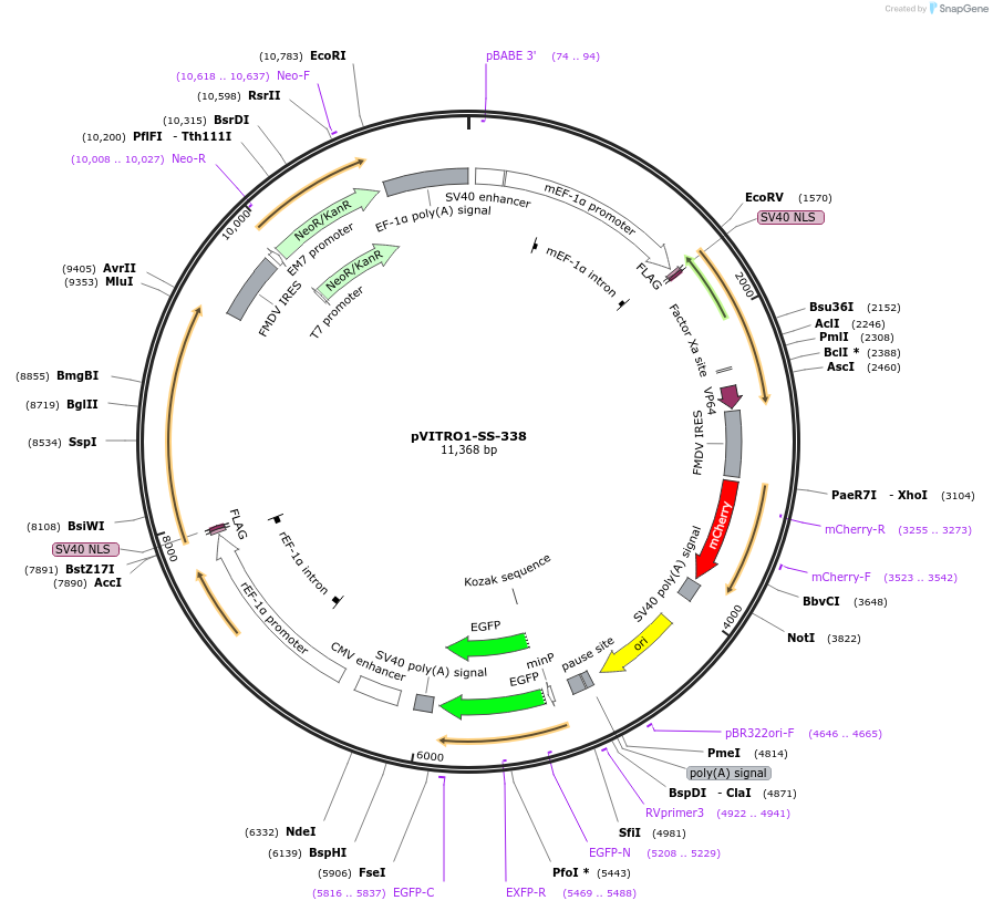68795-plasmid-map-sequence-id-121084