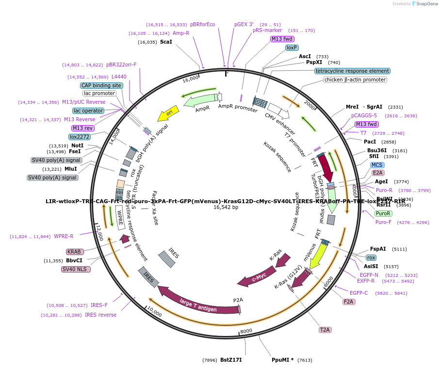 67277-plasmid-map-sequence-id-121189